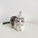 Pet Cat Birthday Gold And Silver Sequins Star Hat Bow