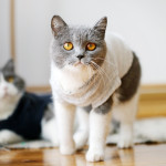 Autumn And Winter Clothes British Short Blue Cat Sweater