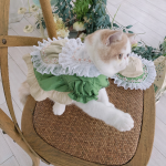 Maid Clothes Lolita Dog Suit Cat Hat