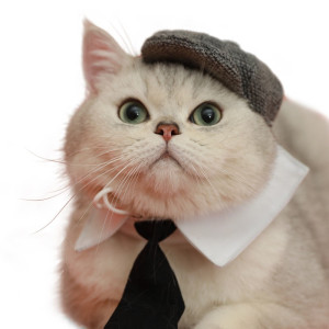 Pet Cat Gentleman Beret Tie Photo Props