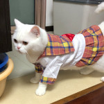 Thin Cute Shirt Cat Dress