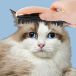 Pet Massage Comb Bath Brush Supplies