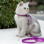 Pet Cat Bell Chest Strap Haulage Rope Package Vest Small Dog Teddy Leash