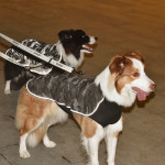 Functional Pet High-reflective Assault Suit