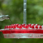 Hanging Red Hexagonal Hummingbird Feeder With Hook