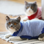 Autumn And Winter Clothes British Short Blue Cat Sweater