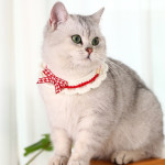 Pet Accessories Cat Drool Towel Hand-woven Kitten Collar Bib Pet Collar